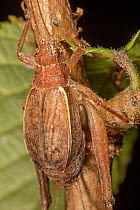 Restless bush cricket (Hapithus agitator) resting on a plant stem with Parasitic wasp larva (Rhopalosomatidae), Montgomery County, Pennsylvania, USA. (Gryllidae)
