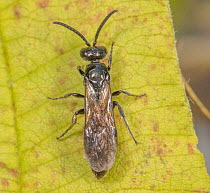 Tiphiid wasp (Tiphiinae sp.) resting on a leaf, Bucks County, Pennsylvania, USA. (Tiphiidae)