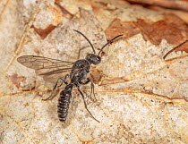 Myrmosid wasp (Myrmosa sp.) male, resting on decaying leaf, Montgomery County, Pennsylvania, USA. (Myrmosidae)