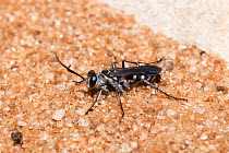 Spider hunter wasp (Ctenostegus sp.) female, resting, Zuytdorp National Park, south of Shark Bay, Western Australia. (Pompilidae)