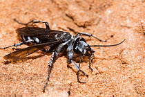 Spider hunter wasp / Zebra wasp (Turneromyia sp.) grooming, cleaning front legs and mouthparts, Lake Cronin Nature Reserve, Western Australia. (Pompilidae)