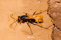 Spider hunter wasp / Golden spider wasp (Cryptocheilus australis) drinking, Lake Cronin Nature Reserve, Western Australia. (Pompilidae)