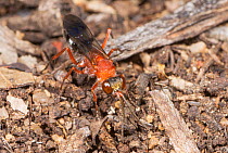 Kleptoparasitic spider wasp (Psoropempula sp.) female, approaching underground nest of Spider hunter wasp (Turneromyia sp.) where she will lay her egg on the spider prey intended as food Spider hunter...