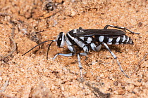 Spider hunter wasp / Zebra wasp (Turneromyia sp.) female, excavating  underground nest in which development of larva will take place, Peak Charles National Park, north-west of Esperance, Western Austr...