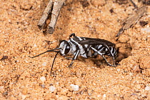 Spider hunter wasp / Zebra wasp (Turneromyia sp.) female, leaving underground nest, Peak Charles National Park, north-west of Esperance, Western Australia. (Pompilidae)