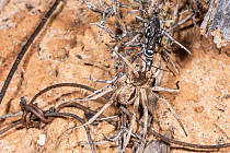 Spider hunter wasp / Zebra wasp (Turneromyia sp.) female, transporting anesthetized Wolf spider (Hoggicosa forresti) male, into nest as food provision for wasp larva, Peak Charles National Park, north...