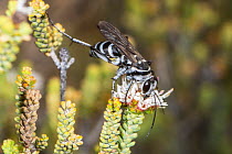Spider hunter wasp / Zebra wasp (Turneromyia sp.) nectaring on  Darwinia (Darwinia diosmoides) flower, Peak Charles National Park, north-west of Esperance, Western Australia. (Pompilidae)