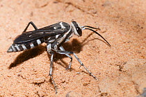 Spider hunter wasp / Zebra wasp (Turneromyia sp.) female, excavating underground nest in which development of larva will take place, Bladensburg National Park, Queensland, Australia. (Pompilidae)