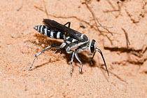 Spider hunter wasp / Zebra wasp (Turneromyia sp.) female, excavating underground nest in which development of larva will take place, Bladensburg National Park, Queensland, Australia. (Pompilidae)