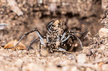 Spider hunter wasp / Zebra wasp (Turneromyia sp.) female, excavating an underground nest in which development of larva will take place, Elachbutting Rock Nature Reserve, Wheatbelt Region, Western Aust...