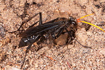 Spider hunter wasp (Auplopus sp.) female, excavating nest in hard, gravelly ground, Lake Leschenaultia Reserve, Darling Range, Western Australia. (Pompilidae)