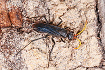 Spider hunter wasp (Auplopus sp.) female, portrait, Lake Leschenaultia Reserve, Darling Range, Western Australia. (Pompilidae)
