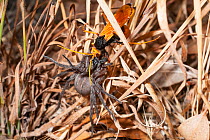 Spider hunter wasp / Golden spider wasp (Cryptocheilus australis) female, transporting anesthetized Prowling spider (Miturgidae) into nest as food provision for wasp larva, Lake Indoon Reserve, west o...