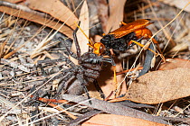Spider hunter wasp / Golden spider wasp (Cryptocheilus australis) female, transporting anesthetized Prowling spider (Miturgidae) into nest as food provision for wasp larva, Lake Indoon Reserve, west o...