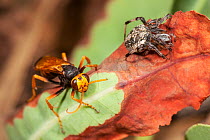 Spider hunter wasp (Cryptocheilus sp.) female, with anesthetized Orb weaving spider (Araneidae) prey, on leaf, north-west of Kununurra, Kimberley Region, Western Australia. (Pompilidae)