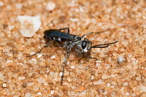 Spider hunter wasp (Ctenostegus sp.) female,  grooming, cleaning front legs and mouthparts,  Zuytdorp National Park, south of Shark Bay, Western Australia. (Pompilidae)
