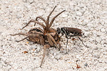 Spider hunter wasp (Episyron sp.) female,  transporting anesthetized Wolf spider (Lycosidae) to nest as food provision for wasp larva, Yalgorup National Park, south of Perth, Western Australia. (Pompi...