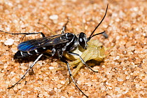 Spider hunter wasp (Episyron sp.) female, transporting anesthetized spider into nest, as food provision for wasp larva, Zuytdorp National Park, south of Shark Bay, Western Australia. (Pompilidae)