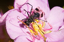 Spider hunter wasp (Fabriogenia sp.) feeding on flower, Atherton Tablelands, Queensland, Australia. (Pompilidae)