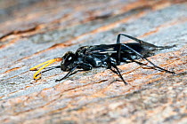 Spider hunter wasp (Fabriogenia sp.) portrait, Eungella National Park, Queensland, Australia. (Pompilidae)