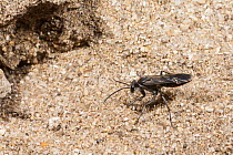 Spider hunter wasp (Pompilus sp.) female, excavating an underground nest in which development of larva will take place, Yalgorup National Park, south of Mandurah, Western Australia. (Pompilidae)