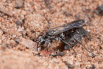 Spider hunter wasp (Pompilus sp.) female, excavating an underground nest in which development of larva will take place, Cape Arid National Park, Esperance, south west Western Australia. (Pompilidae)