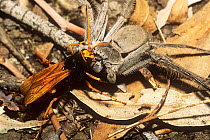 Spider hunter wasp / Golden spider wasp (Cryptocheilus bicolor) female, transporting anesthetized Huntsman spider (Sparassidae) into her nest as food provision for wasp larva, Mount Kaputar National P...
