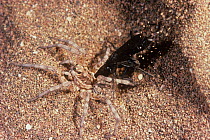 Spider hunter wasp (Episyron sp.) female, excavating nest chamber with an anesthetized Wolf spider (Lycosidae) ready to be placed in there as food provision for wasp larva, Fortescue River Estuary, Pi...