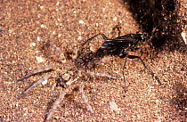 Spider hunter wasp (Episyron sp.) female, excavating nest chamber with an anesthetized Wolf spider (Lycosidae) ready to be placed in there as food provision for wasp larva, Fortescue River Estuary, Pi...