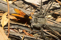 Spider hunter wasp / Orange spider wasp (Cryptocheilus bicolor) female, transporting anesthetized Huntsman spider (Sparassidae) into her nest as a food provision for the wasp larva, Mount Kaputar Nati...