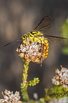 Flower wasp (Thynninae sp.) winged male, feeding on Myrtle (Darwinia diosmoides) flowers, Peak Charles National Park, north-west of Esperance, South west Western Australia. (Tiphiidae)