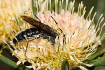 Flower wasp (Zaspilothynnus nigripes) winged male, feeding on Pink Dryandra (Banksia carlinoides) flower, Tathra National Park, east of Eneabba, Western Australia. (Tiphiidae)