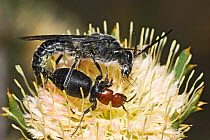 Flower wasp (Zaspilothynnus nigripes) mating pair, winged male feeding on Pink Dryandra (Banksia carlinoides) flower with wingless female attached. The female remains outstretched and both male and fe...