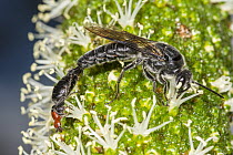 Flower wasp (Zaspilothynnus nigripes) mating pair, winged male feeding on Grass tree (Xanthorrhoea preissii) flower spike with wingless female attached. The female remains outstretched and both male a...
