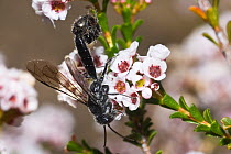 Flower wasp (Zeleboria sp.) mating pair, winged male feeding on Myrtle (Darwinia diosmoides) flowers with wingless female hanging curled on the male's abdomen waiting to be fed by with regurgitat...