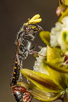 Flower wasp (Aelothynnus sp.) mating pair, visiting Tall leek orchid (Prasophyllum elatum) with winged male trying to remove large pollen sacs from its head, Wandoo National Park, Darling Range, Weste...