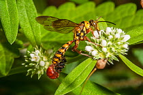 Flower wasp (Agriomyia sp.) mating pair, the winged male feeding on flowers with the wingless female hanging curled on the male's abdomen waiting to be fed with regurgitated nectar, Mitchell Plat...