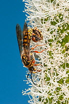 Flower wasp (Catocheilus sp.) mating pair, winged male feeding on Grass tree (Xanthorrhoea preissii) flower spike and the wingless female hanging curled on the male's abdomen waiting to be fed by...