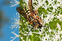 Flower wasp (Catocheilus sp.) mating pair on Grass tree (Xanthorrhoea preissii) flower spike with the winged male feeding regurgitated nectar to the wingless female during copulation, Yanchep National...