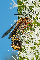 Flower wasp (Catocheilus sp.) mating pair, winged male feeding on Grass tree (Xanthorrhoea preissii) flower spike and the wingless female hanging curled on the male's abdomen waiting to be fed by...