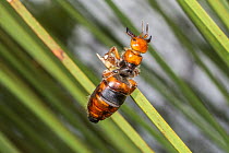 Flower wasp (Macrothynnus insignis) wingless female, waiting on a Grass tree (Xanthorrhoea preissii) leaf to be picked up by a flying male, she disperses pheromones to advertise her readiness to mate,...