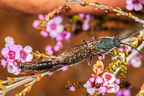 Flower wasp (Rhagigaster sp.) mating pair, winged male with attached wingless female feeding on Myrtle (Darwinia diosmoides) flowers, female remains outstretched and both male and female are feeding o...