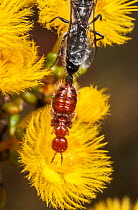 Flower wasp (Thynninae sp.) mating pair, wingless female remains outstretched and motionless while copulating with a winged male who is transporting her whilst feeding on Featherflower (Verticordia sp...