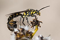 Flower wasp (Thynninae sp.) mating pair, winged male nectaring during copulation. The wingless female is attached, curled up under the male's abdomen waiting for the male to exude predigested nec...