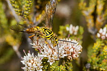 Flower wasp (Thynninae sp.) winged male feeding on Myrtle (Darwinia diosmoides) flowers, Peak Charles National Park, north-west of Esperance, South west Western Australia. (Tiphiidae)