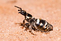 Flower wasp (Thynninae sp.) wingless female waiting on the ground to be picked up by a flying male, disperses pheromones to advertise her readiness to mate, Bladensburg National Park, Queensland, Aust...