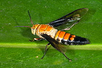 Flower wasp (Thynnus pulchralis) male, resting on leaf with wings spread, Paluma National Park, north-eastern Queensland, Australia. (Tiphiidae)