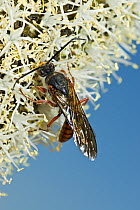 Flower wasp (Thynnus sp) male, feeding on Grass tree (Xanthorrhoea preissii) flower spike, Tathra National Park, east of Eneabba, Western Australia. (Tiphiidae)
