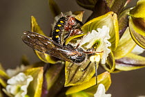 Flower wasp (Aelothynnus sp.) mating pair visiting Tall leek orchid (Prasophyllum elatum), winged male nectaring from flower during which pollen sacs attach to its head which are then carried to anoth...