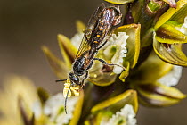 Flower wasp (Aelothynnus sp.) mating pair visiting Tall leek orchid (Prasophyllum elatum), with winged male carrying large pollen sacs attached to its head, Wandoo National Park, Darling Range, Wester...